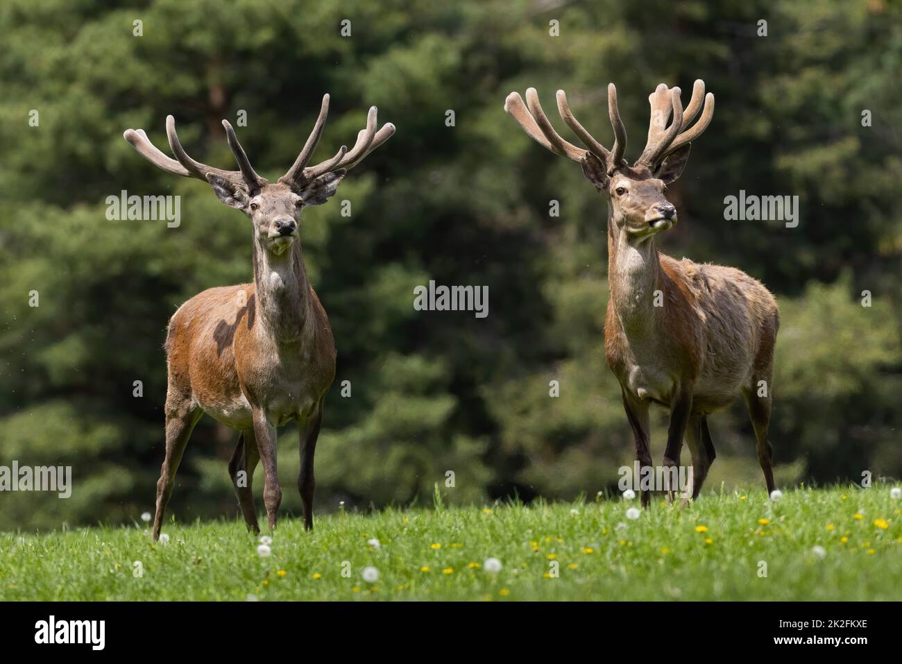 Two red deer with velvet antlers standing on meadow Stock Photo