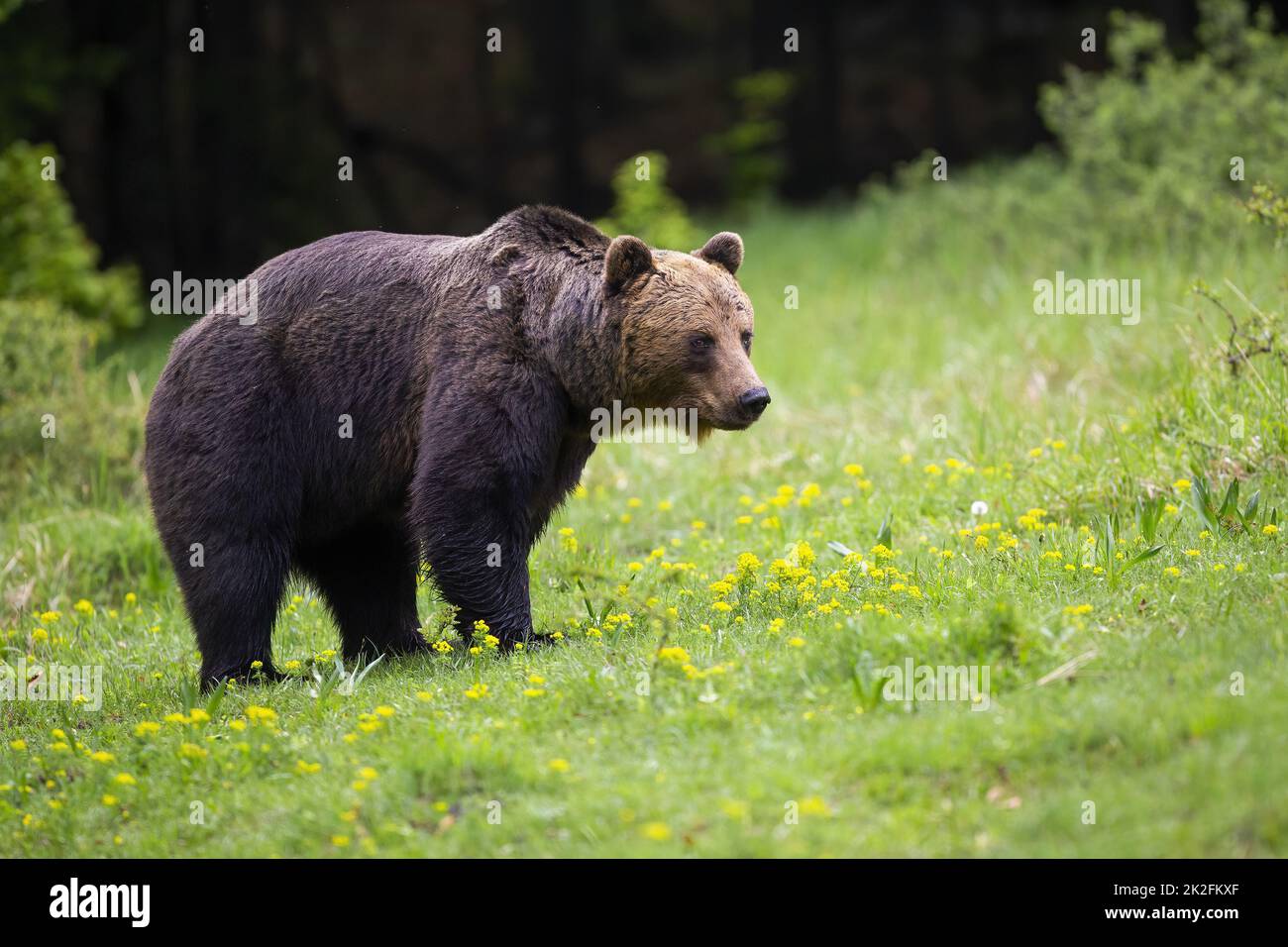 Big brown bear standing on wildflowers in springtime Stock Photo