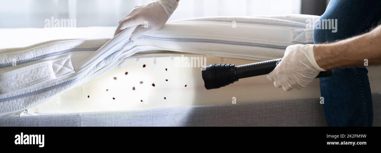 Bed Bug Infestation And Treatment Service Stock Photo Alamy