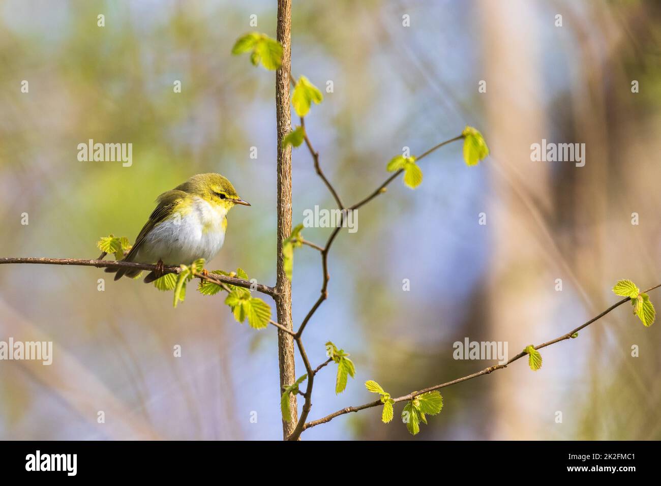Cute Willow warbler sitting in a budding tree at spring Stock Photo
