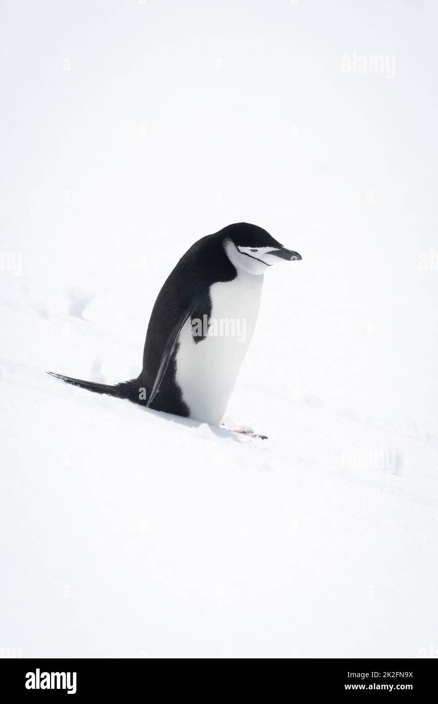 Chinstrap penguin stands looking down snowy hill Stock Photo - Alamy