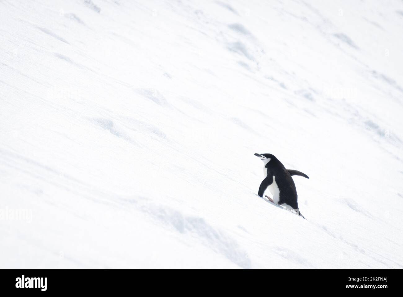 Chinstrap penguin waddles up slope in snow Stock Photo - Alamy