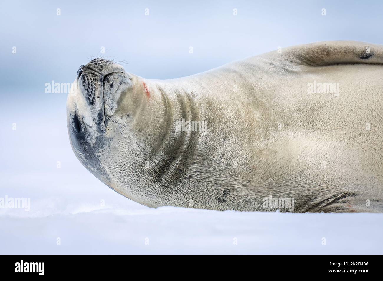 Close-up of crabeater seal dozing on ice Stock Photo