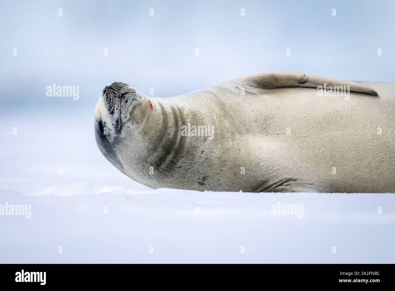 Close-up of crabeater seal dozing on snow Stock Photo