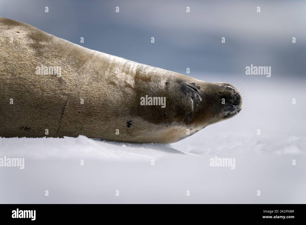 Close-up of crabeater seal dozing on iceberg Stock Photo