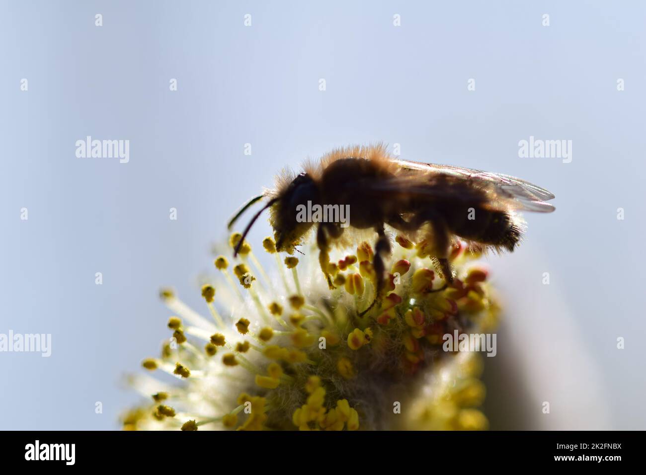 Bee on a flowering willow salicaceae against a blurred background Stock Photo