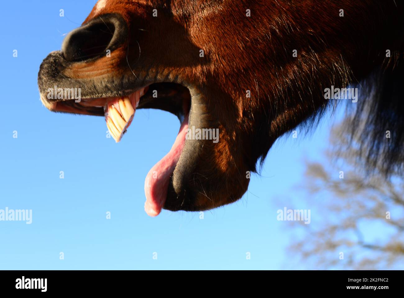 Open mouth of a brown horse as a close up from the side Stock Photo