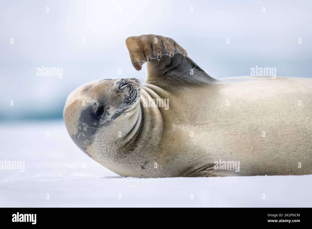 Close-up of crabeater seal scratching with flipper Stock Photo