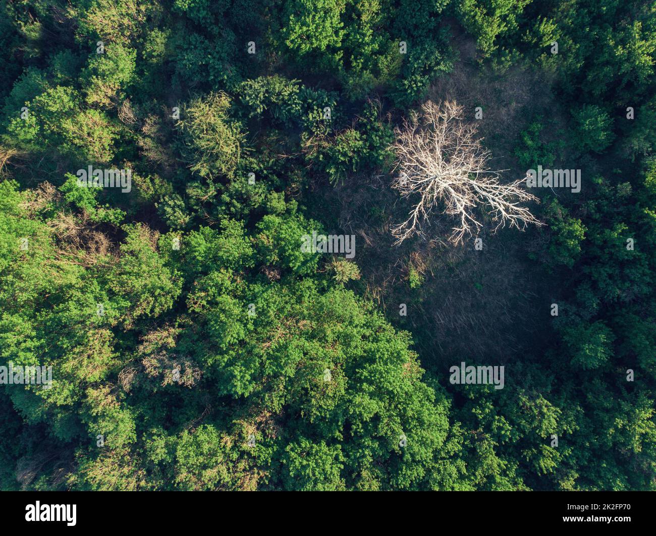 Wild river aerial drone shot Stock Photo