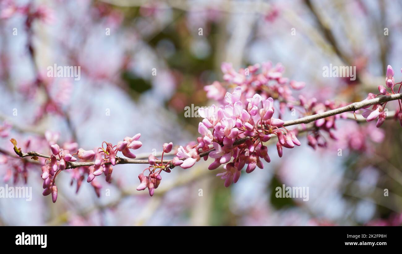 Branches with fresh pink flowers of Judas tree or Cercis siliquastrum
