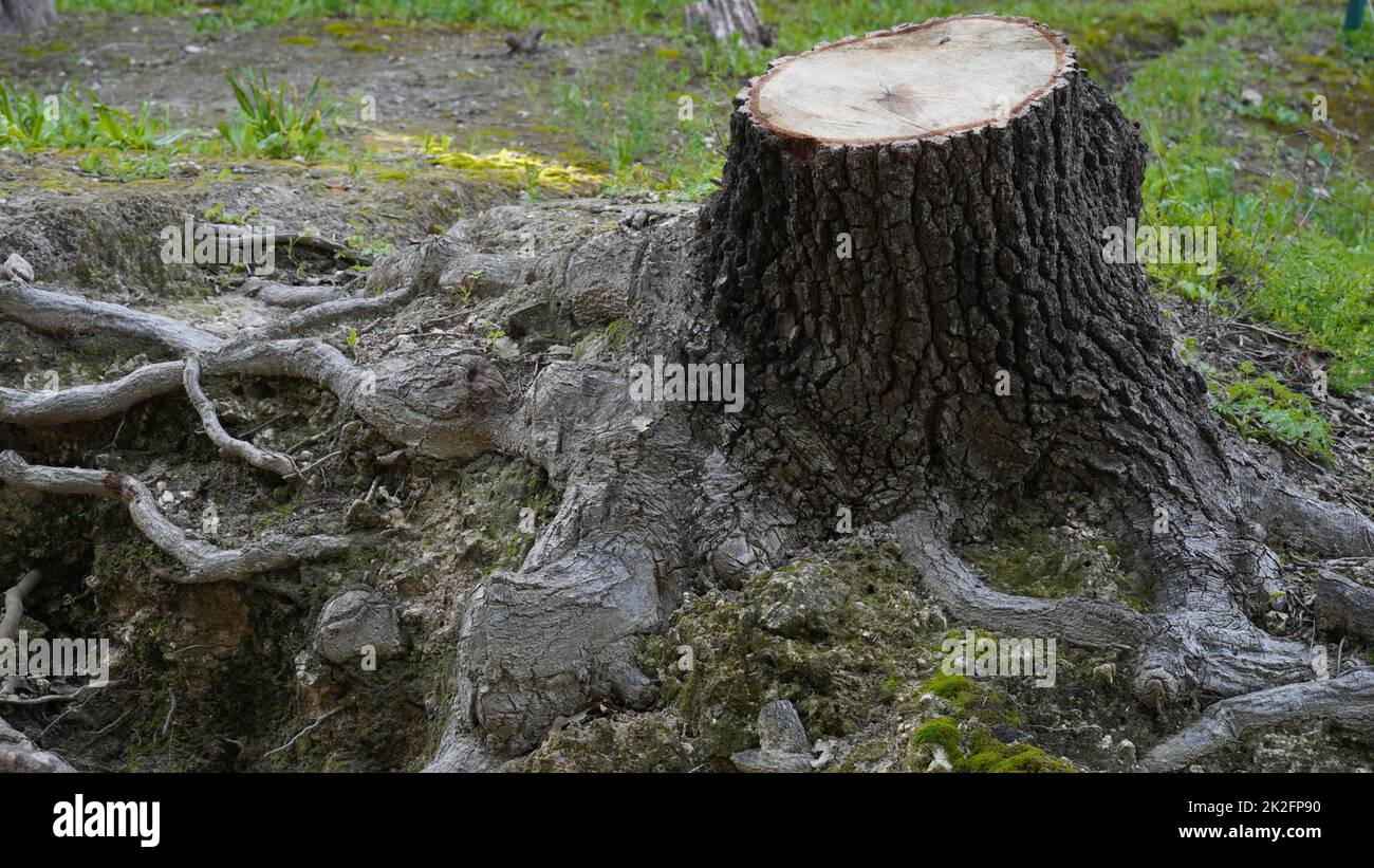Epic old cut down tree stump surrounded by thick roots in a park Stock