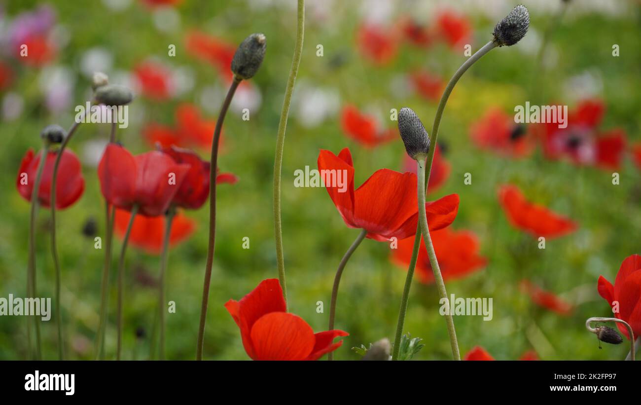 Anemone coronaria , beautiful red spring wild-growing flowers blooms in spring Stock Photo