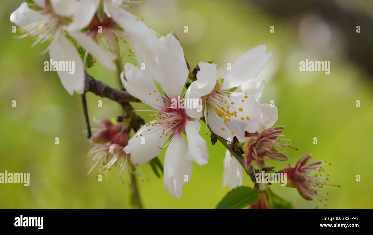Cluster of almond blossoms in full bloom. Israel Stock Photo