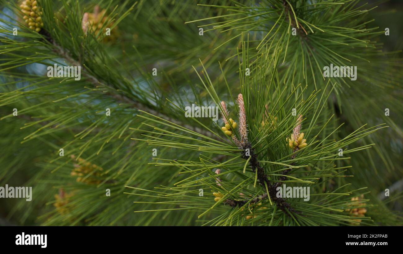Detail of a pine tree branch with young pine cones Stock Photo - Alamy