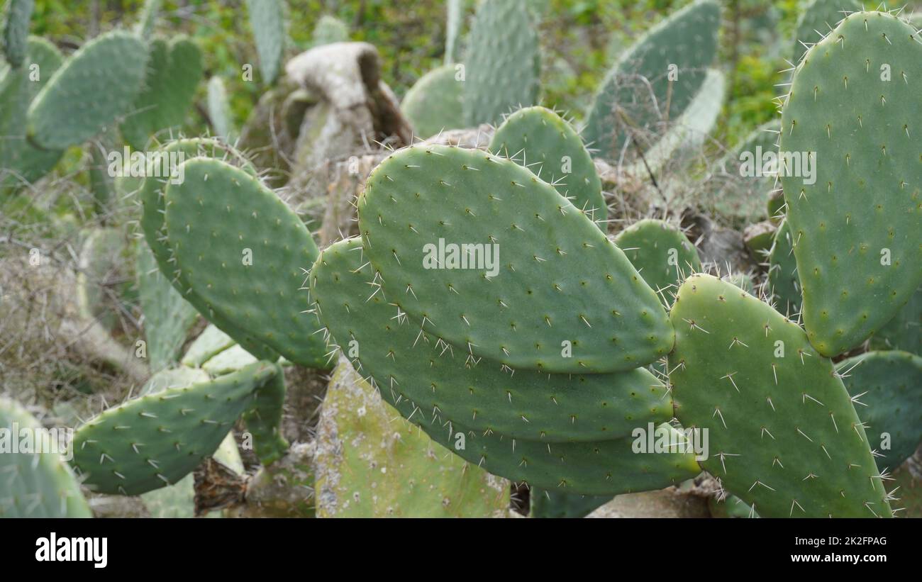 Sabra cactus plant, Israel. Opuntia cactus with large flat pads and red thorny edible fruits. Prickly pears fruit Stock Photo
