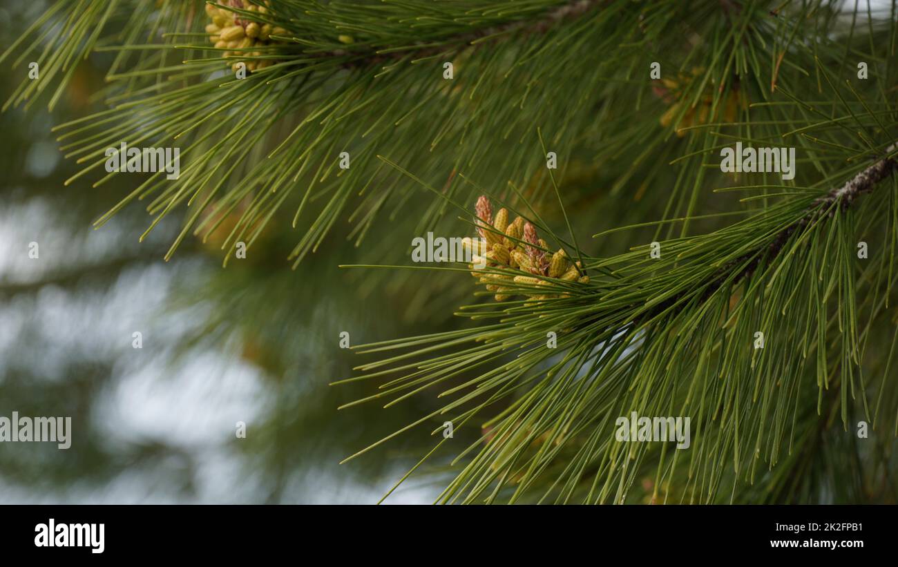Detail of a pine tree branch with young pine cones Stock Photo - Alamy