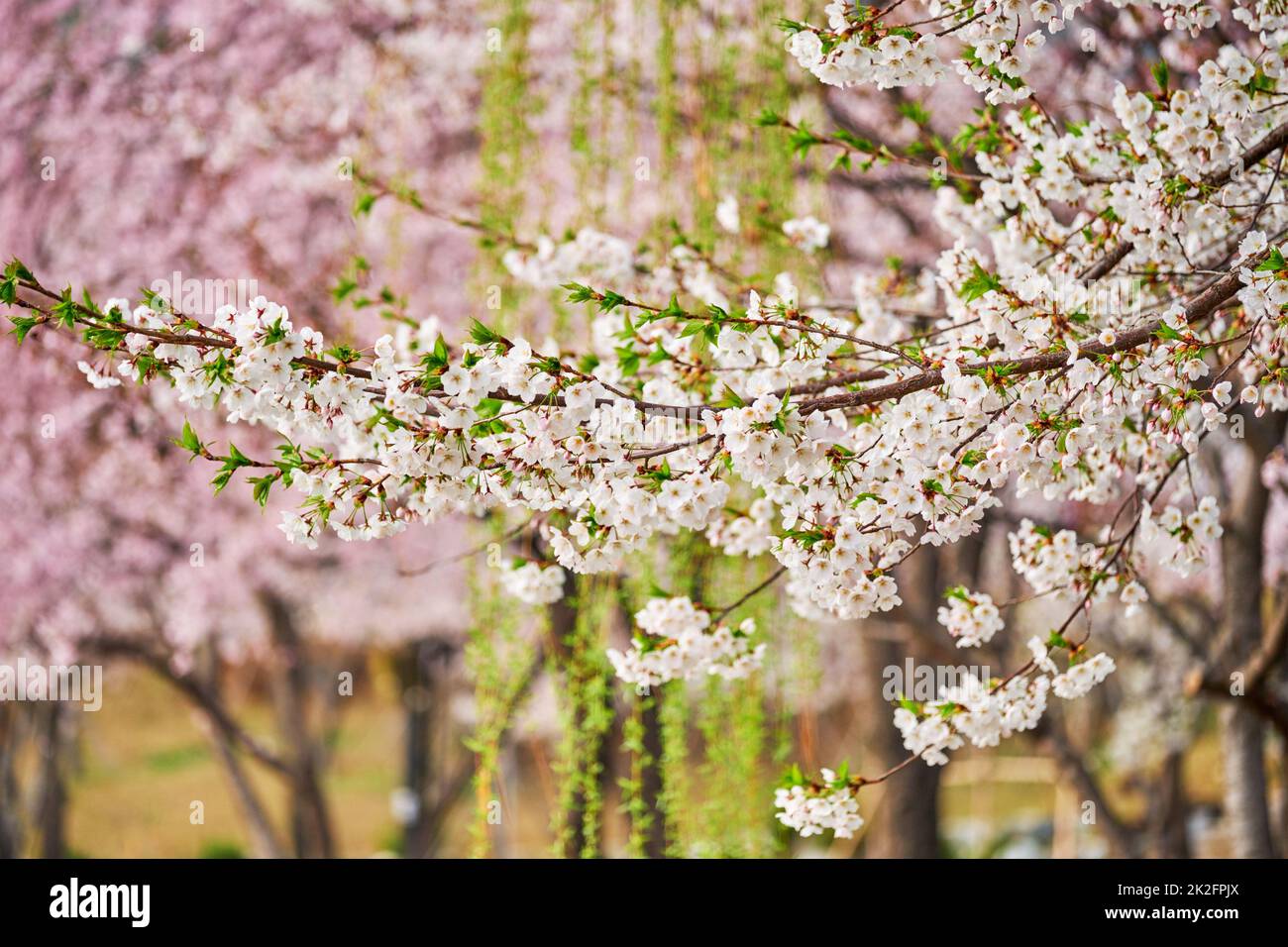 Blooming sakura cherry blossom Stock Photo - Alamy