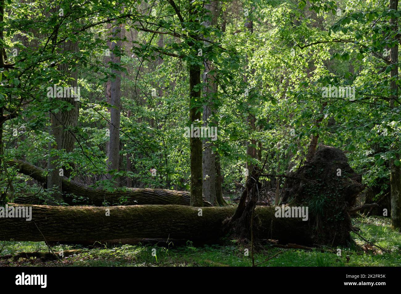 Stand of oak trees hi-res stock photography and images - Alamy