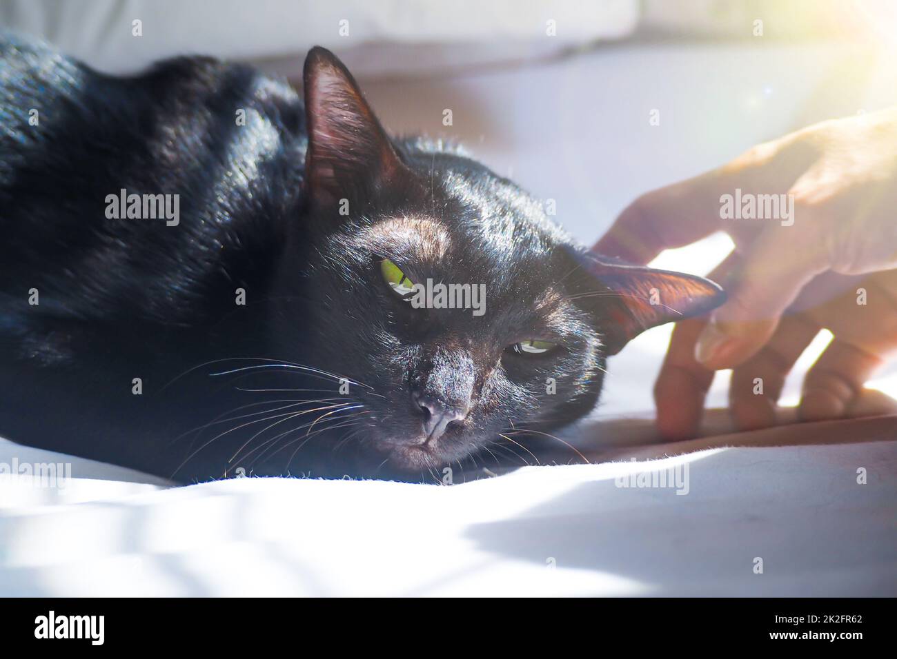 An adorable black cat sleeping on a bed. soft touching close up hand