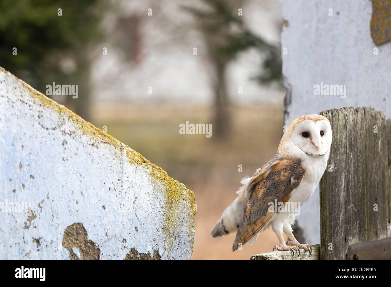 Barn owl posing on the old fence Stock Photo
