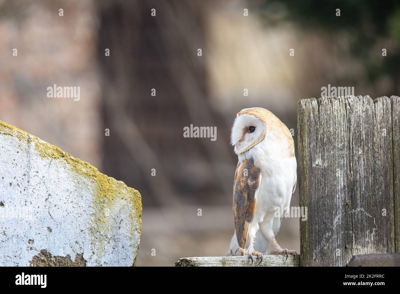Barn owl posing on the fence Stock Photo