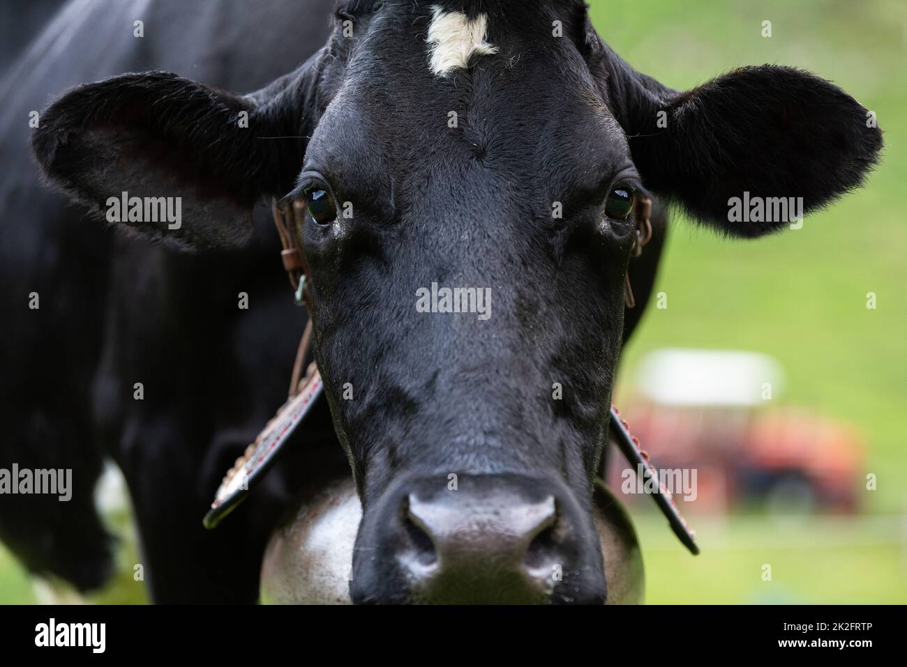 Agriculture situation with a black cow Stock Photo