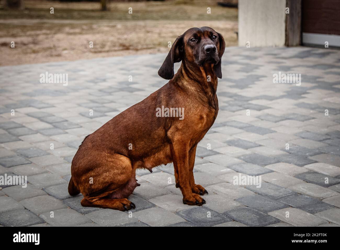 Staying Bavarian mountain scenthound female Stock Photo