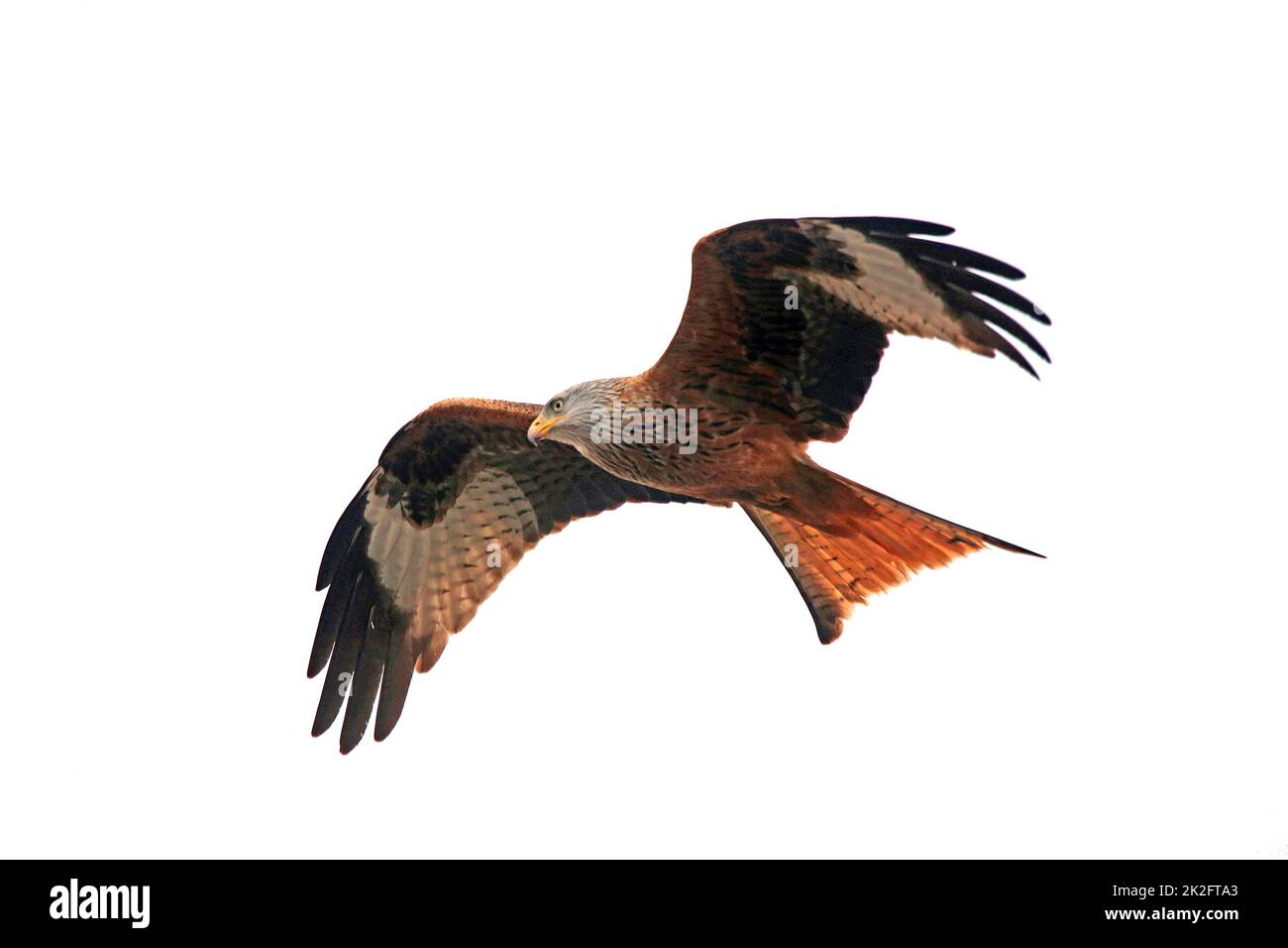 Red kite Milvus milvus in flight Stock Photo