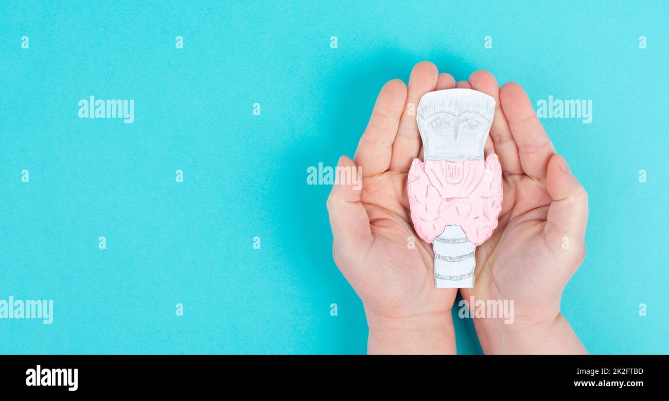 Holding thyroid organ in the hands, drawing paper cut out, hyperthyroidism and hypothyroidism, health issues, cancer, hashimoto disease Stock Photo
