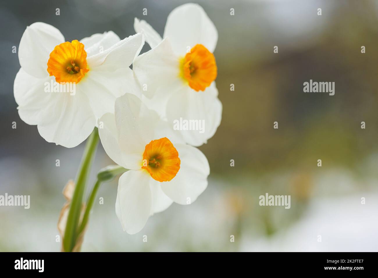 3 beautiful flowers in springtime Stock Photo Alamy