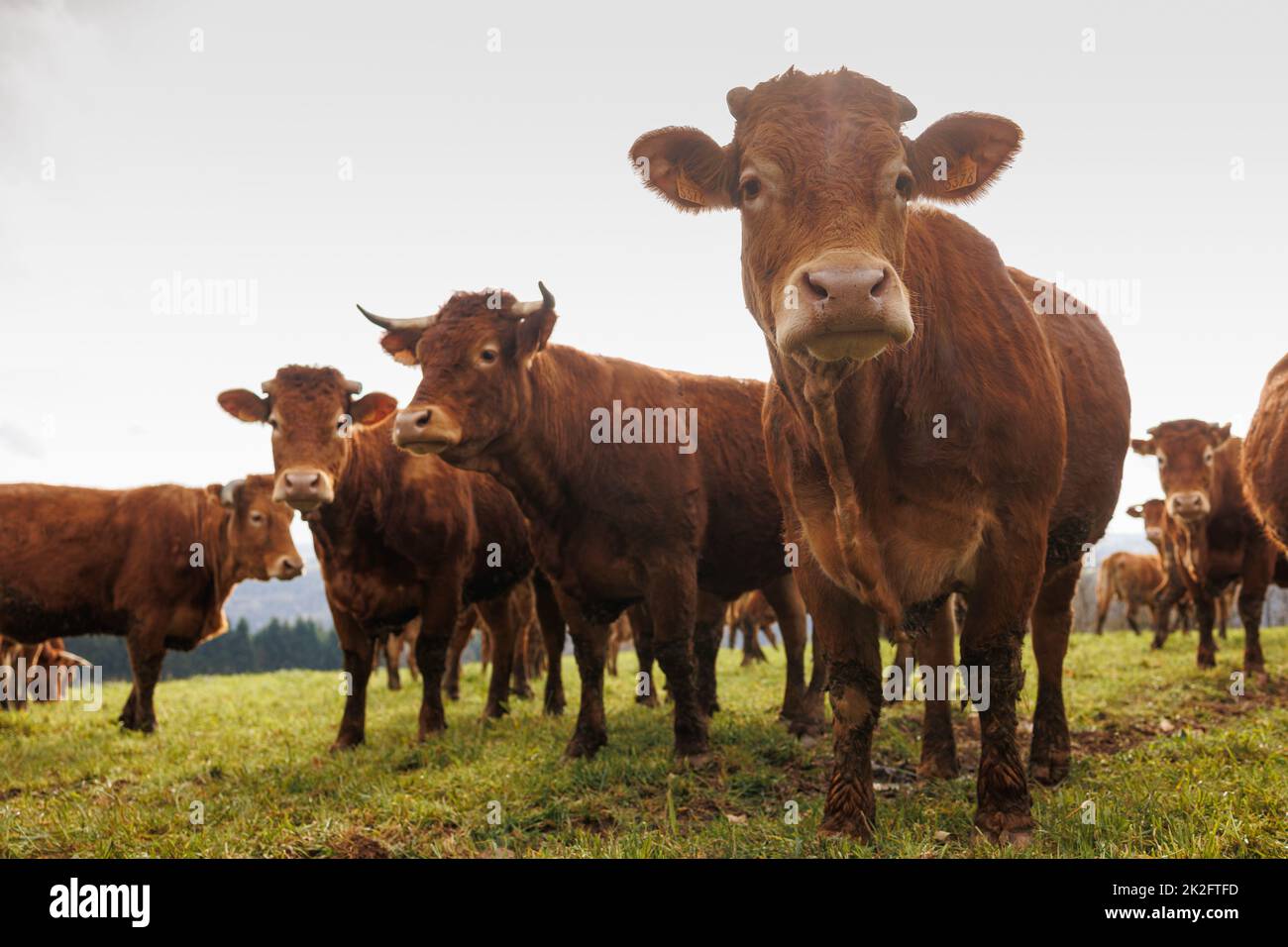 Green grass and pasture hi-res stock photography and images - Alamy