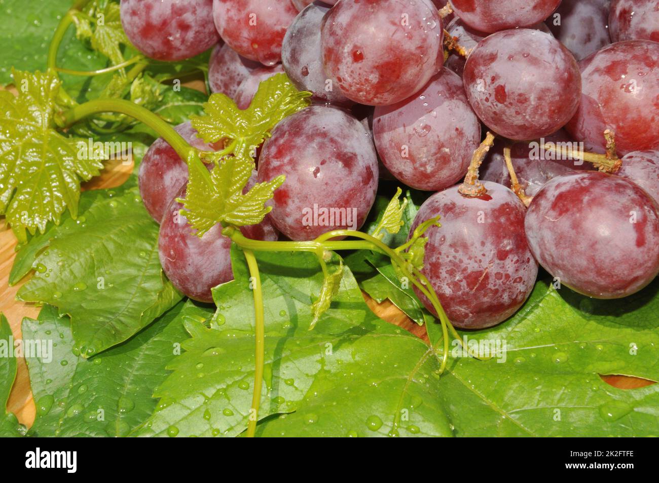 Table Grape Bunch Ripe Mature table grapes hi-res stock photography and images - Alamy