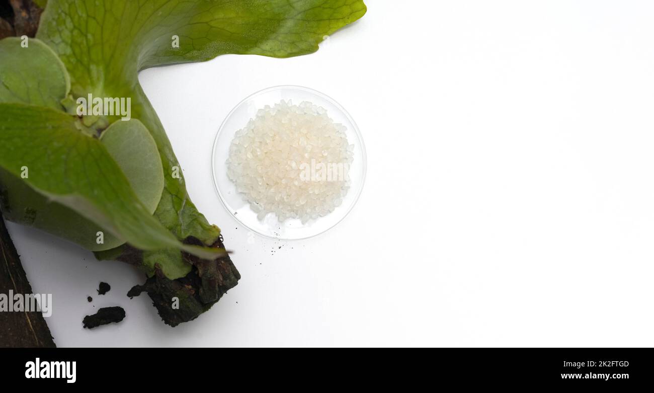 Bath crystal in chemical watch glass place near Platycerium stemaria