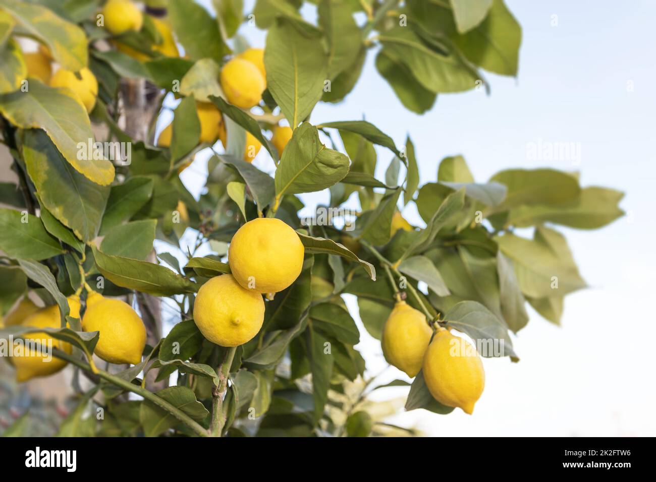 Ripe lemons hanging Stock Photo - Alamy