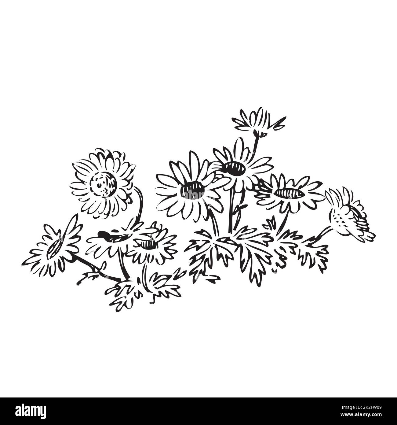 Linear wildflowers and stems, engraving sketch isolated on white