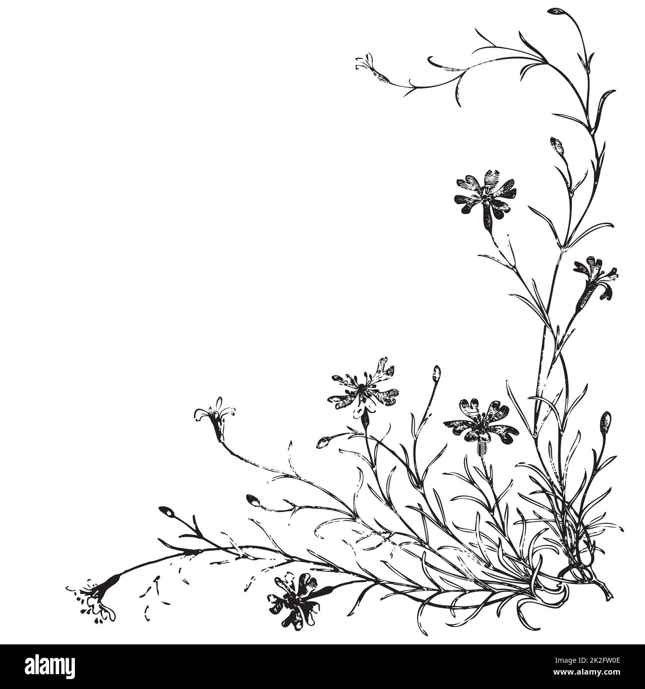 Linear wildflowers and stems, engraving sketch isolated on white