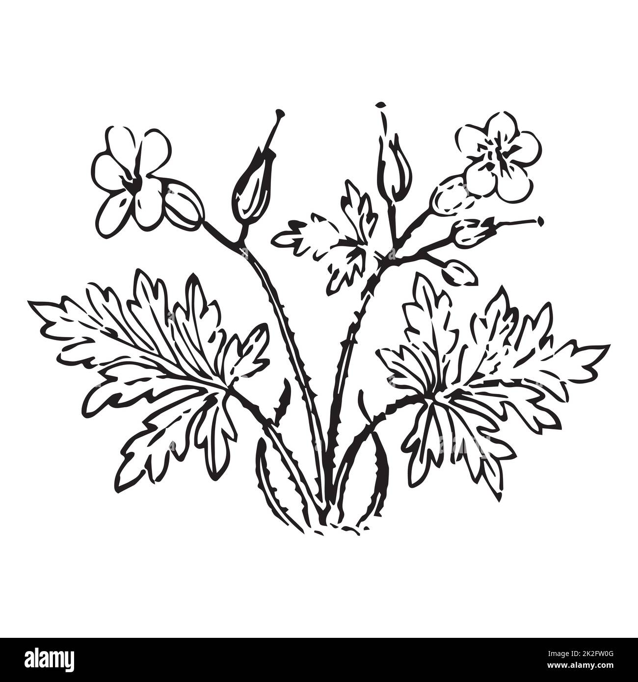 Linear wildflowers and stems, engraving sketch isolated on white