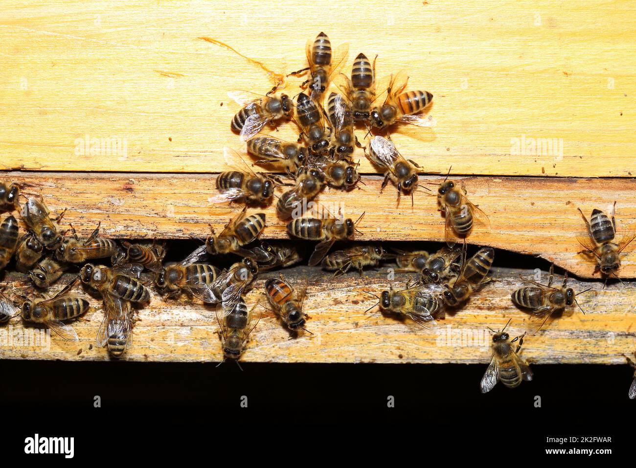 many busy bees on a  yellow bee hive Stock Photo