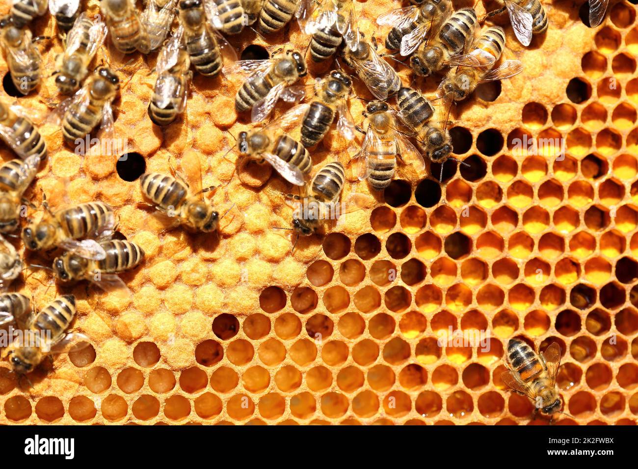 some busy honey bees on a beeswax Stock Photo