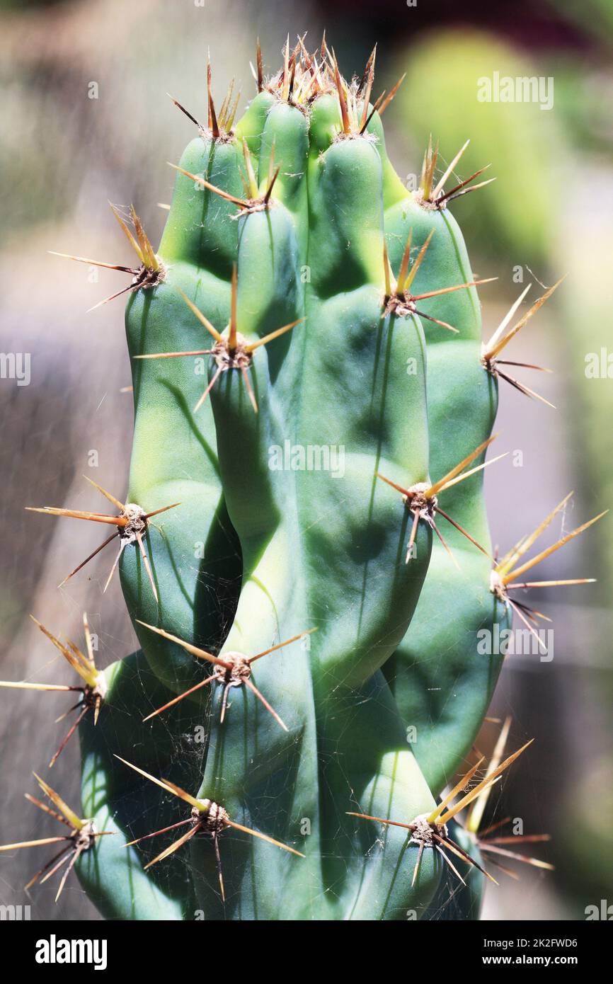cactus browningia hertlingiana Stock Photo