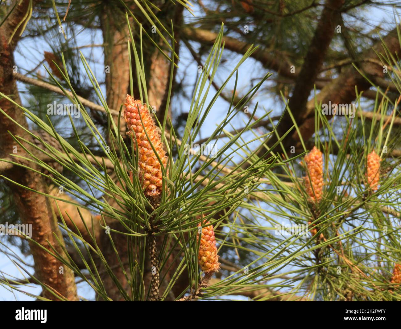 natural pine wood large resin pineapples fruit wood branches Stock Photo