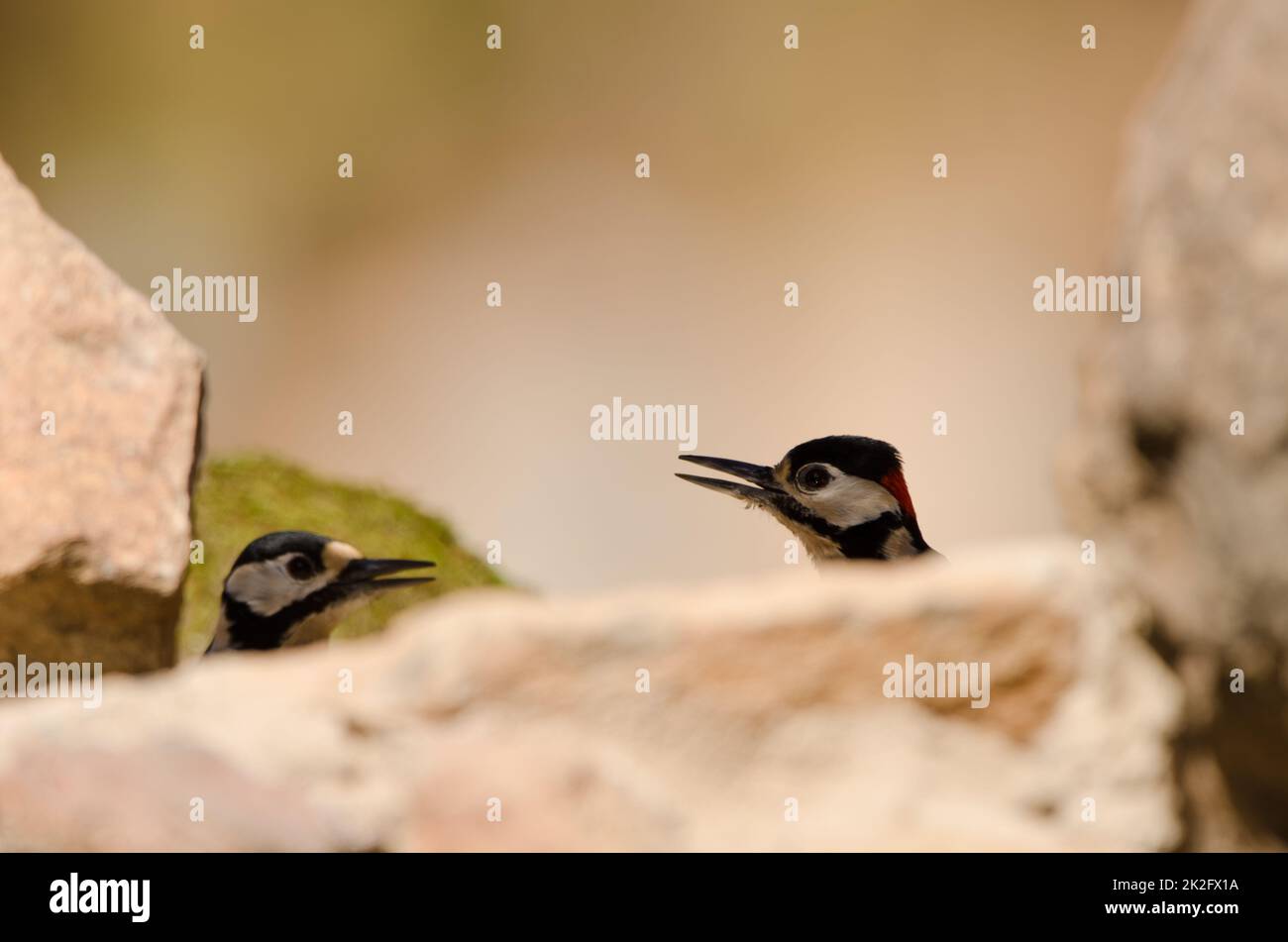 Great spotted woodpeckers. Stock Photo
