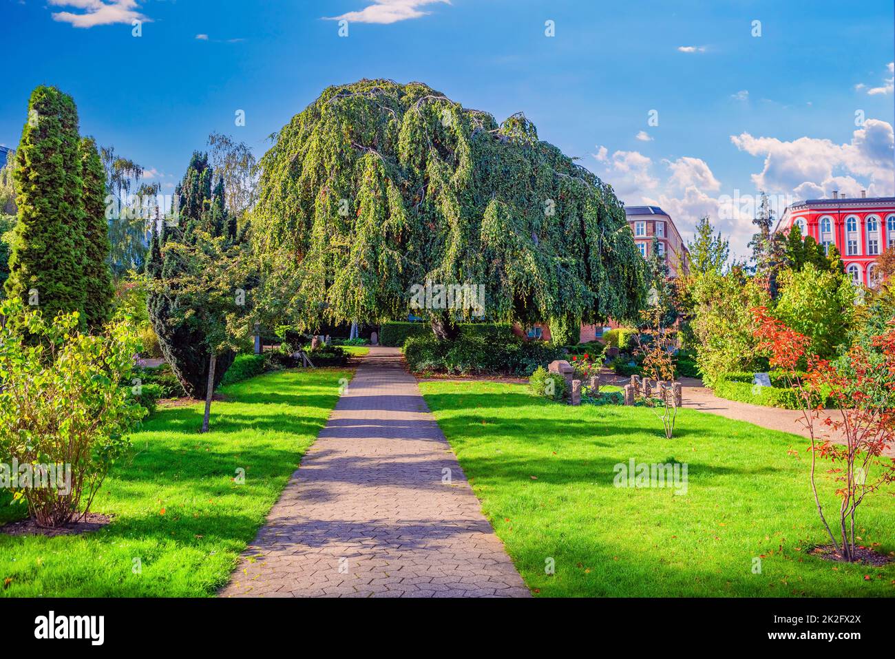 Old tall willow growing near the road at Holmen Cemetery in Copenhagen, Denmark. Stock Photo