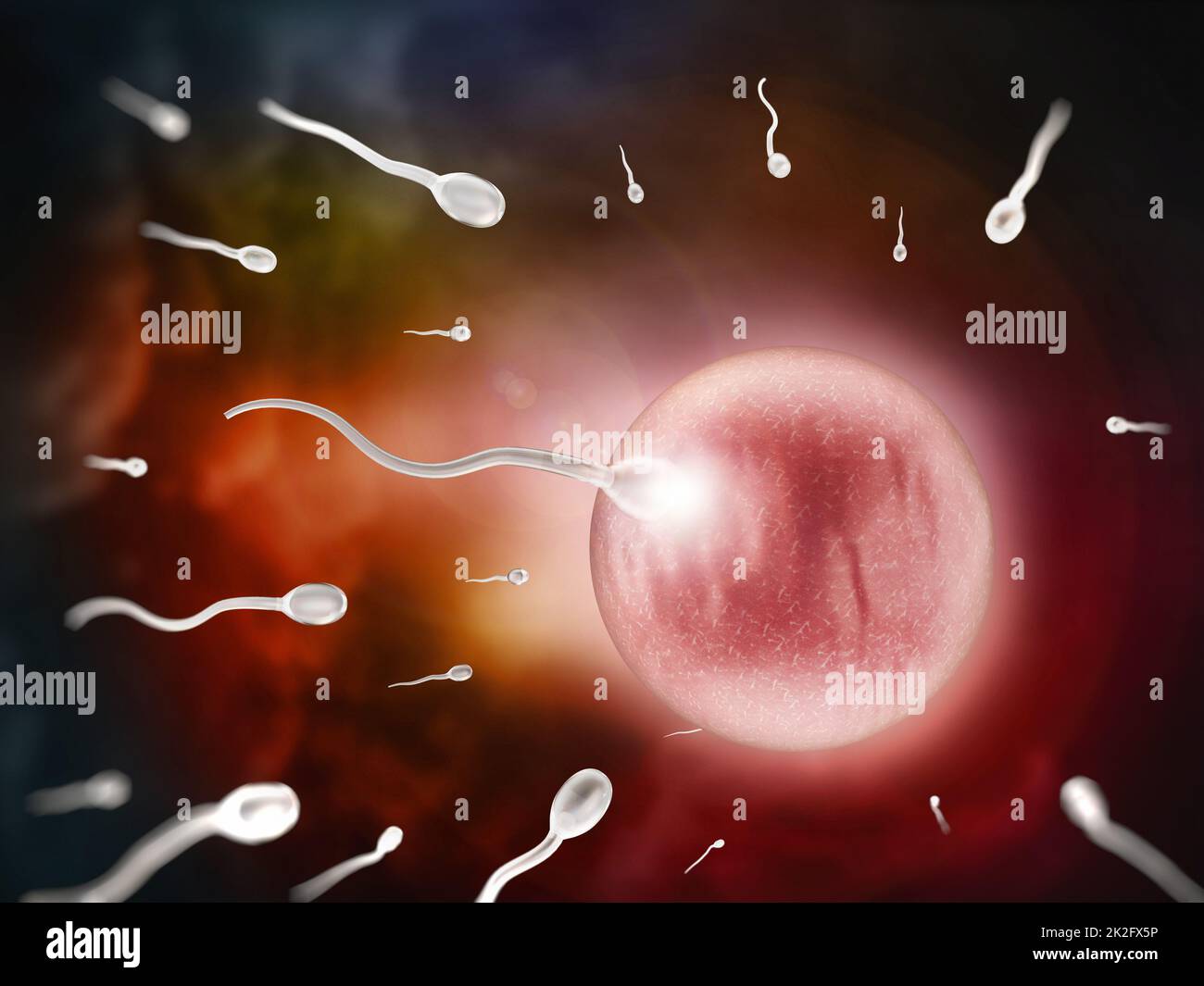 Fertilization - new beginnings Stock Photo