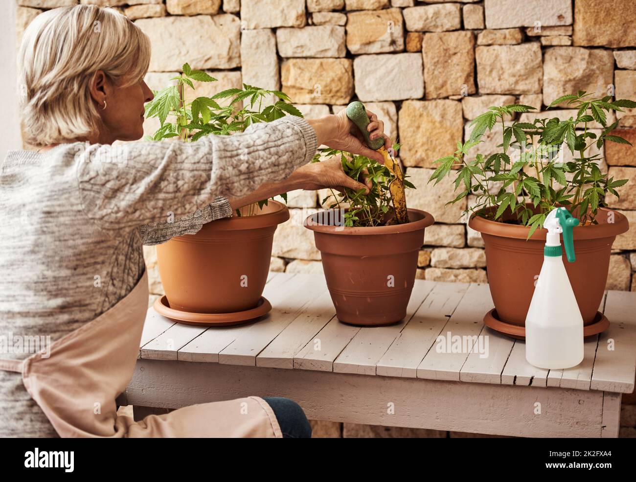 This is definitely one of my pastimes. Cropped shot of a relaxed senior woman tending to her marijuana plants and making sure its growing properly outside at home. Stock Photo