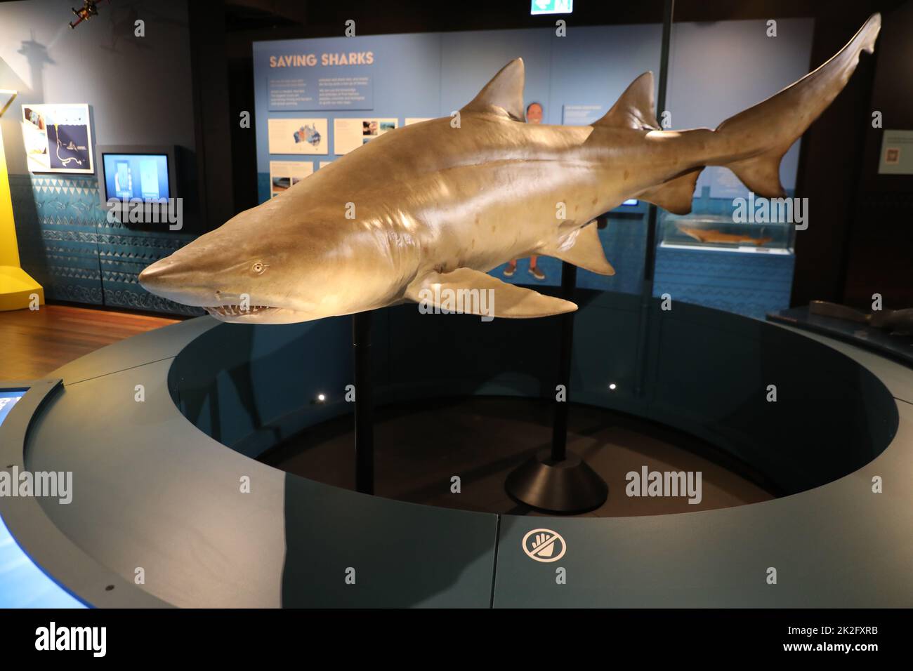 Sydney, Australia. 23rd September 2022. Sharks, a new blockbuster exhibition opening on 24 September 2022, is set to take centre stage at the Australian Museum (AM) this summer. Highlighting the very latest science and with deep cultural overlays, Sharks invites visitors to explore the diversity of these ancient fish. Pictured: Grey Nurse shark (Carcharias taurus). Credit: Richard Milnes/Alamy Live News Stock Photo