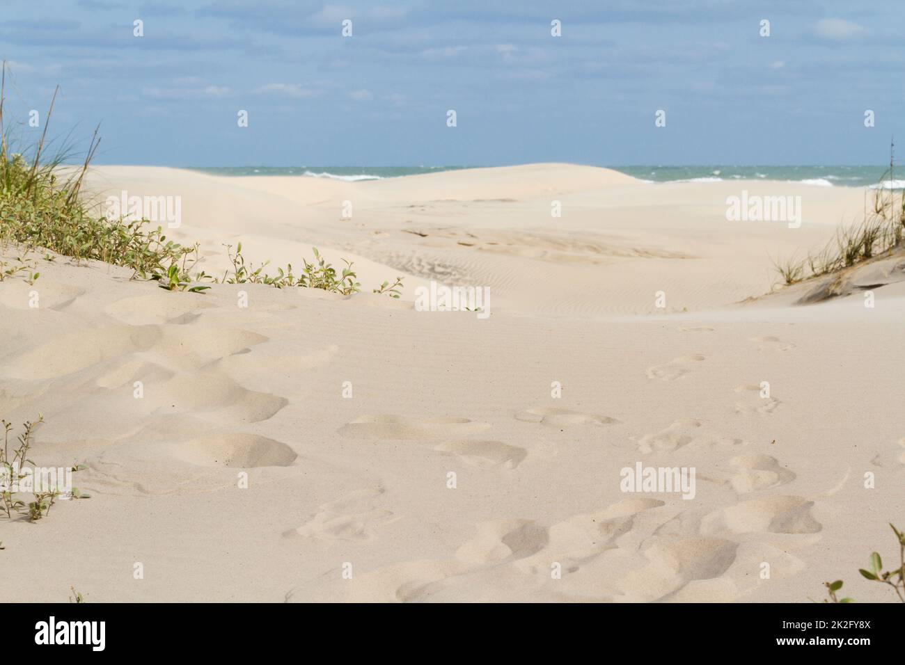 Coastal dunes Stock Photo