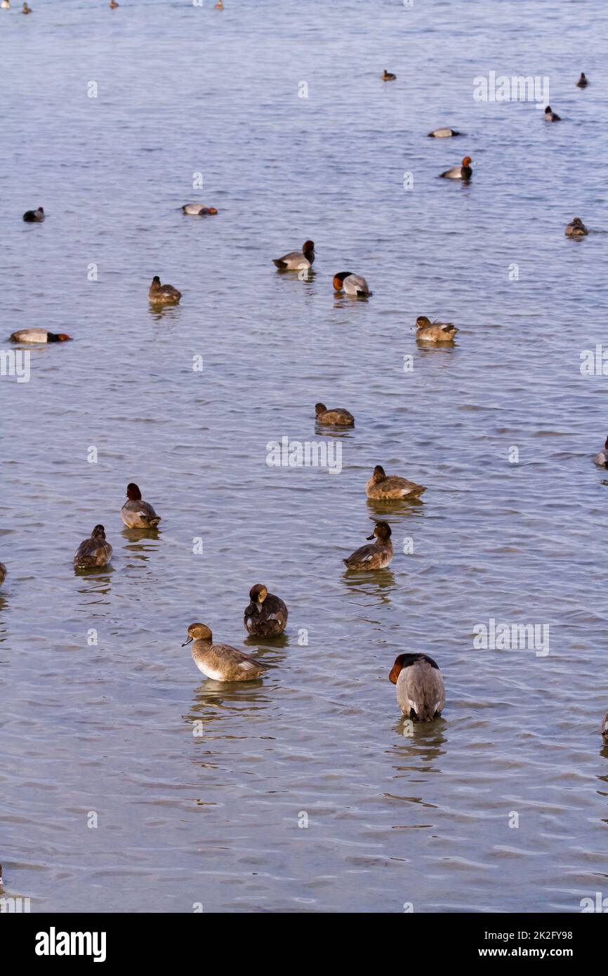 Ducks Stock Photo