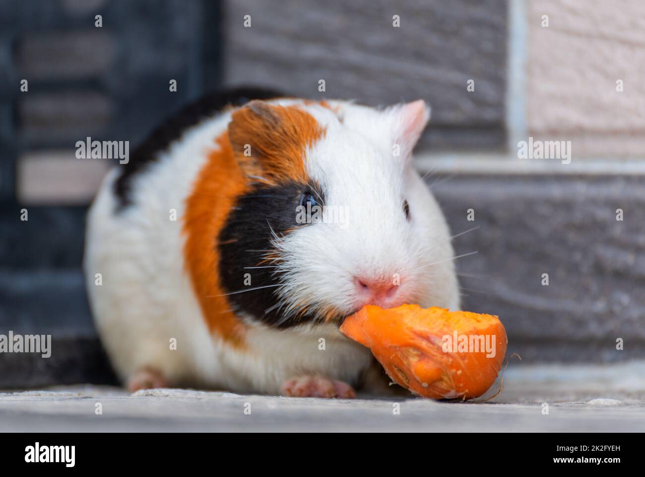 View of Guinea pigs eating carrots in the corner Stock Photo - Alamy