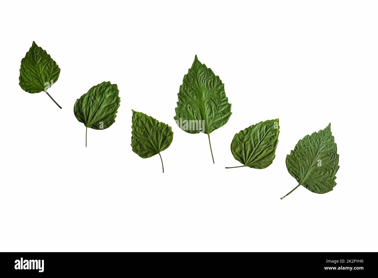 Collection of pressed and dried green leaves isolated on white